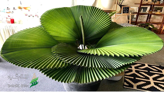 شهر گیاه