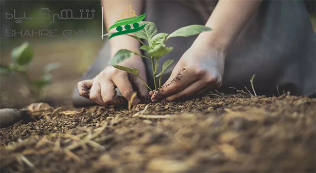  شهر گیاه