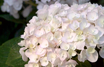 10درختچه زینتی با گل های سفید