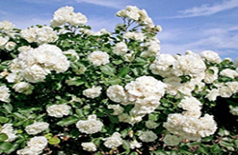 10 درختچه زینتی با گل های سفید