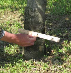 دانستن میزان کوددهی به درختان