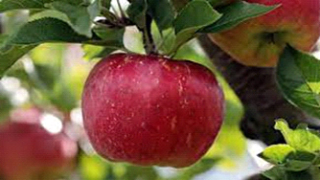 عواملی که مانع از میوه دهی در درختان میوه می شوند