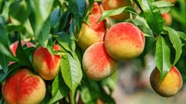 عواملی که مانع از میوه دهی در درختان میوه می شوند